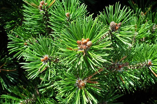 Immagine copertina del consiglio 'Rimedi naturali contro la sinusite'